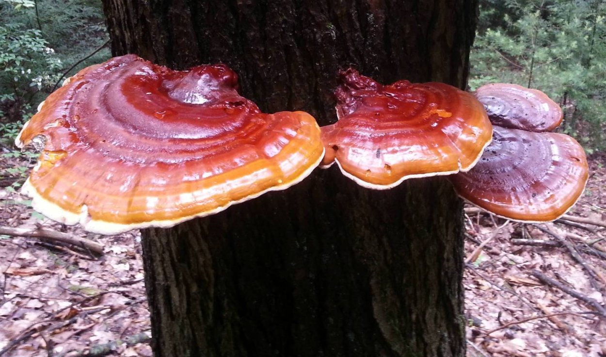 Трутовик лакированный Ganoderma lucidum