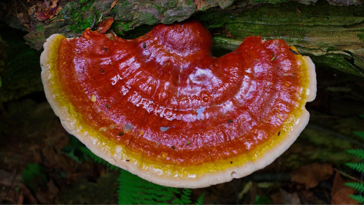 Ganoderma tsugae