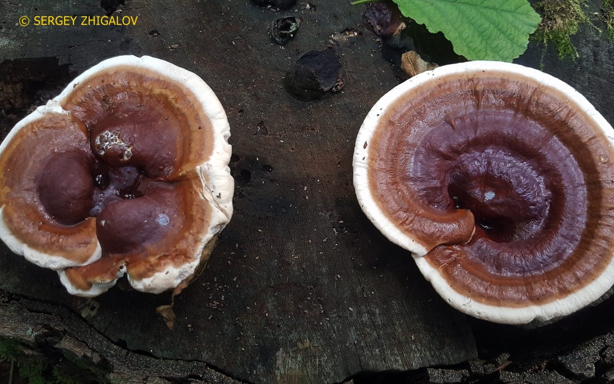 Ganoderma DXN