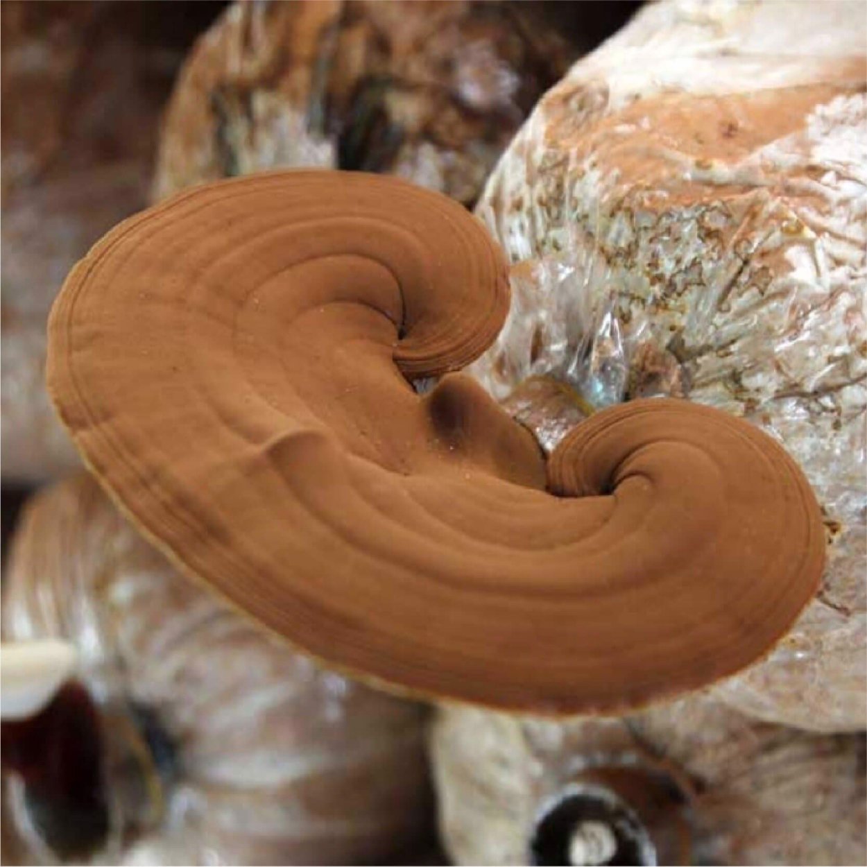 Ganoderma lucidum в горшке