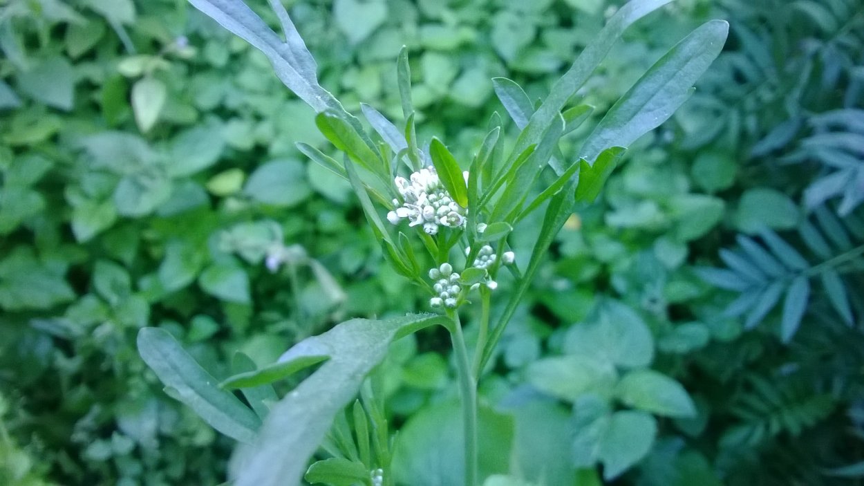 7. Клоповник посевной