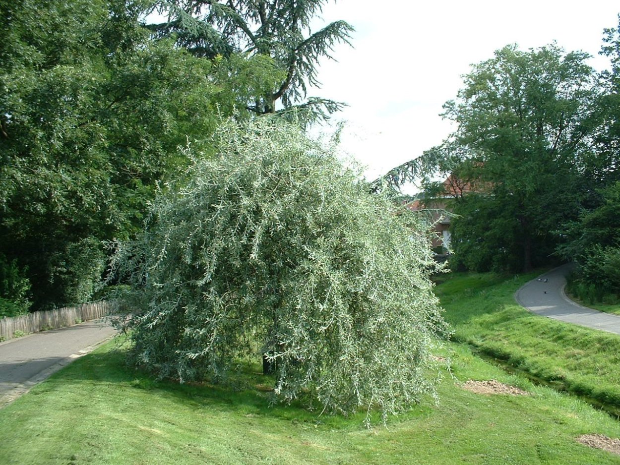 Береза Пендула Юнги