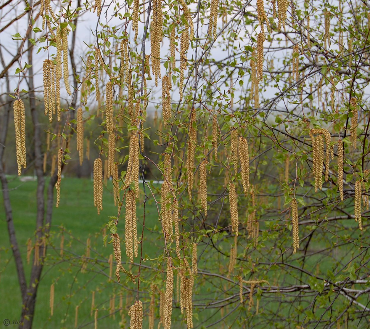 Береза повислая Юнги Betula pendula Youngii
