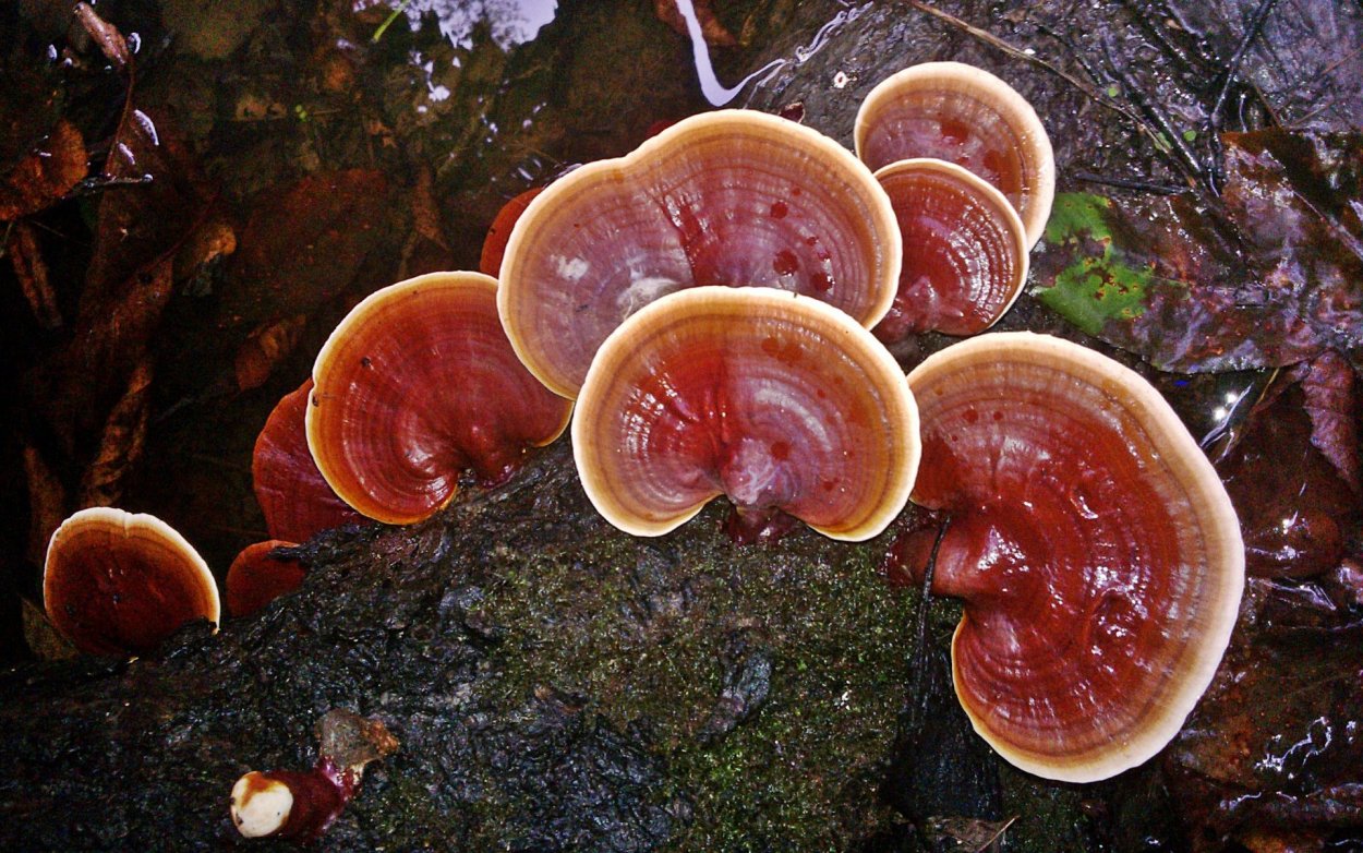 Reishi Mushroom