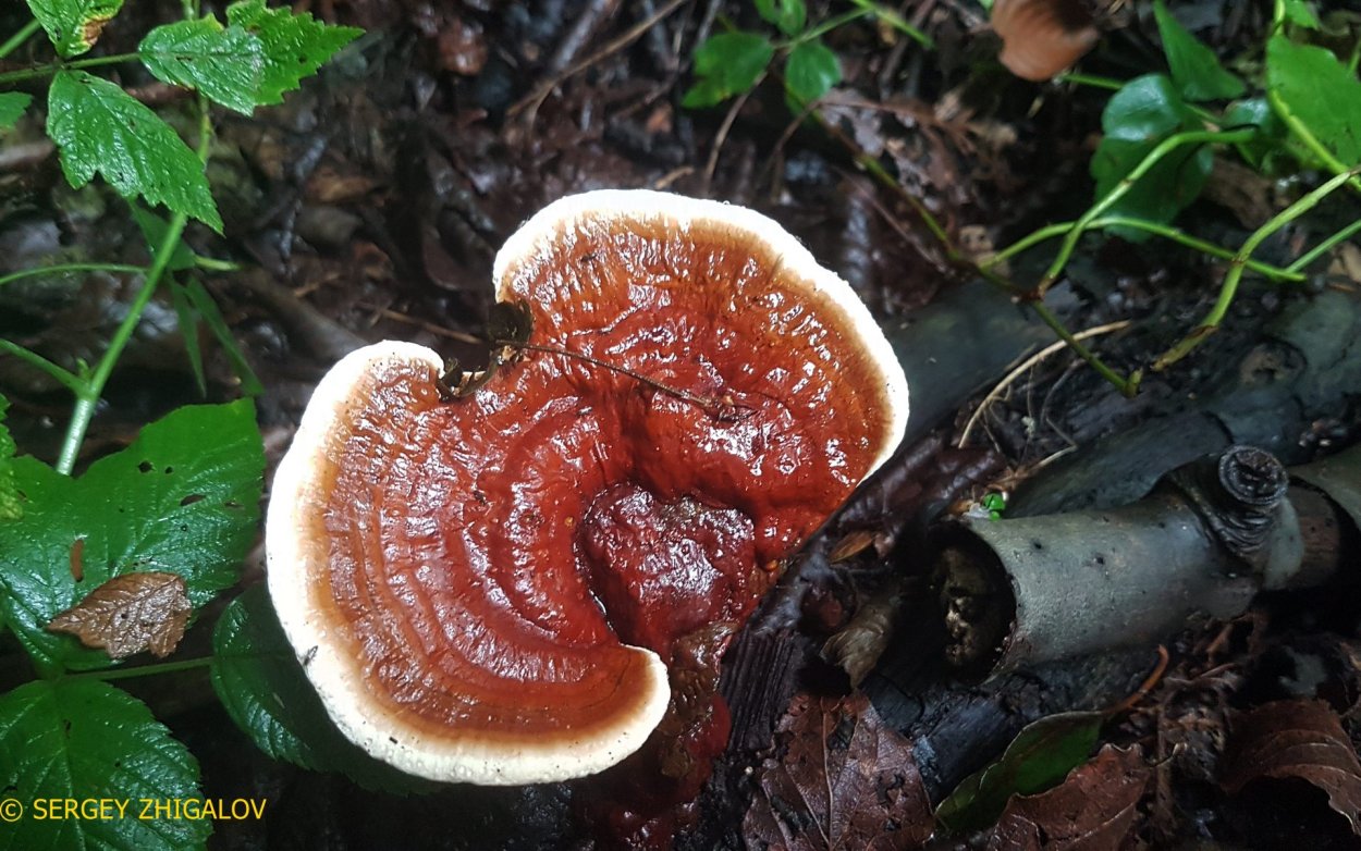 Reishi гриб таблетки