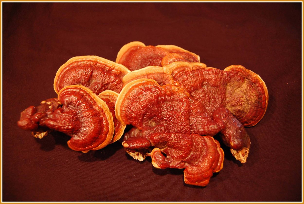 Royal Mushroom Ganoderma