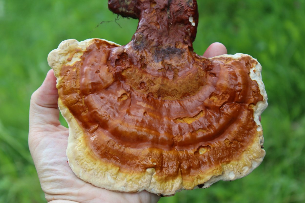 Рейши (Ganoderma lucidum)