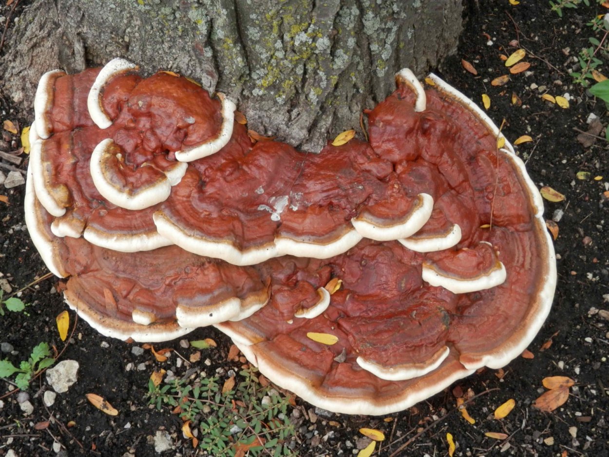 Ganoderma lucidum в горшке