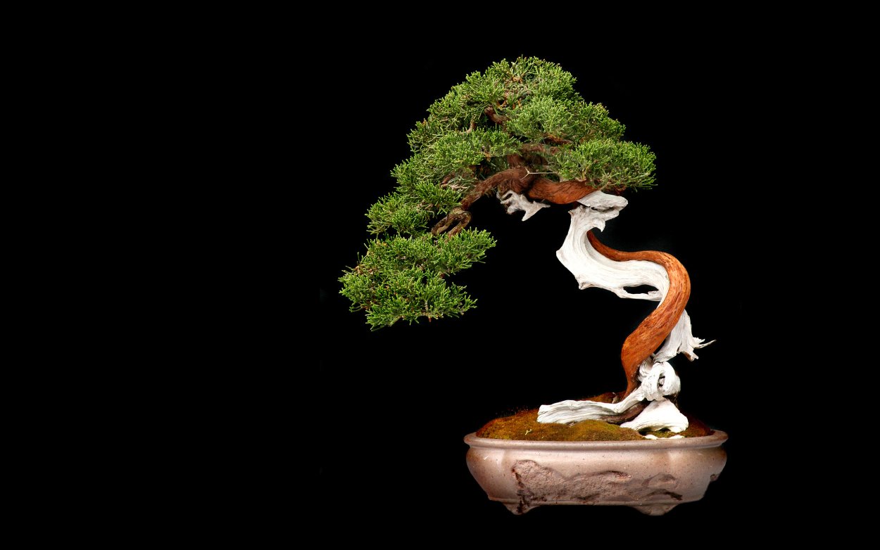 Bonsai певец
