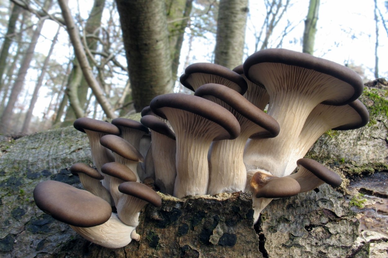Вешенка Pleurotus ostreatus
