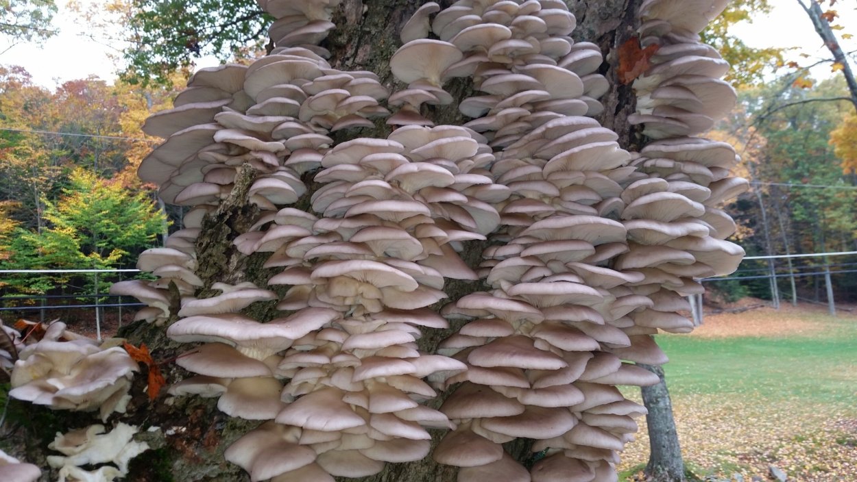Grey Oyster Mushroom