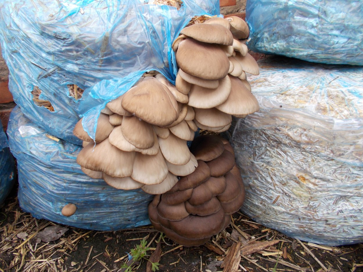 Вешенка устричная (Pleurotus ostreatus)