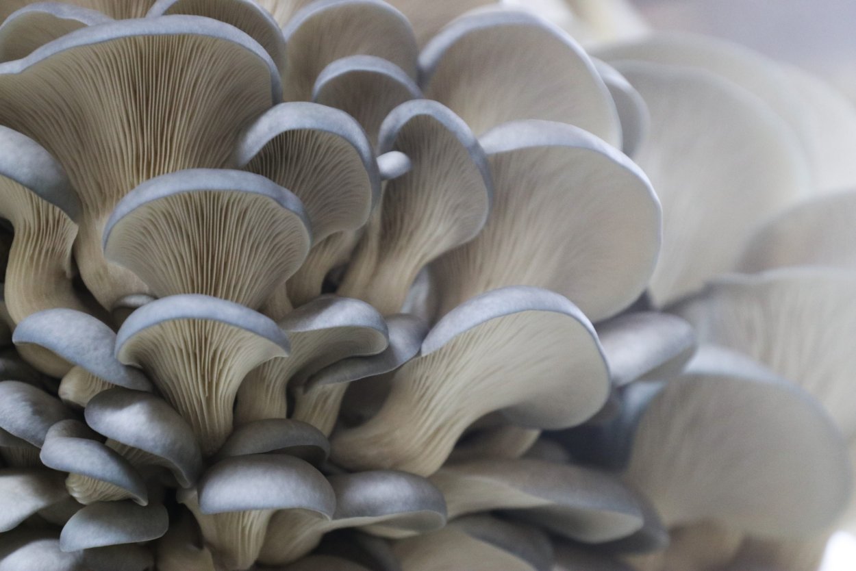 Вешенка обыкновенная (Pleurotus ostreatus)