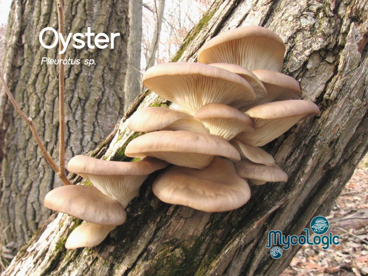 Вешенка обыкновенная (Pleurotus ostreatus)