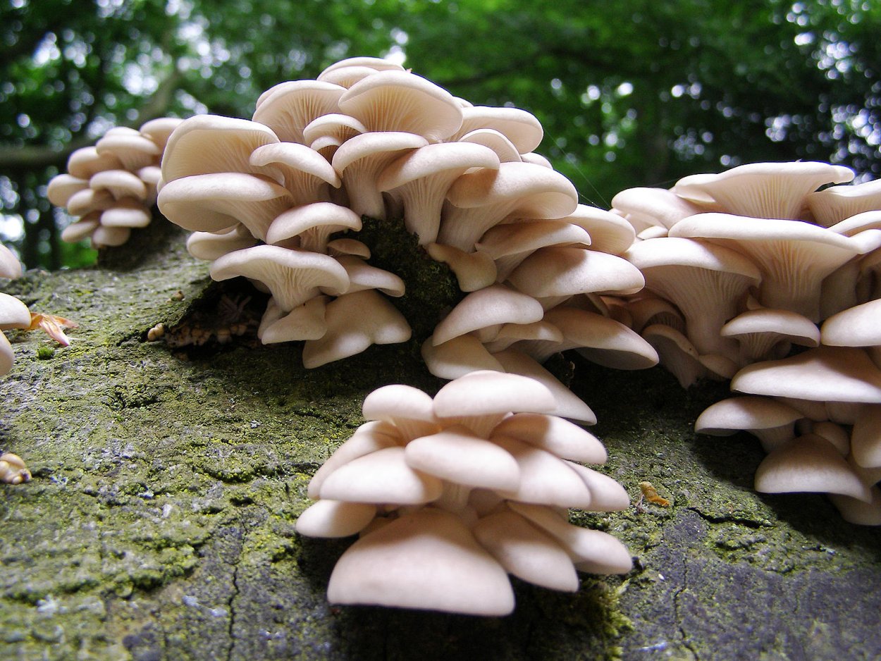 Вёшенка устричная (Pleurotus ostreatus)