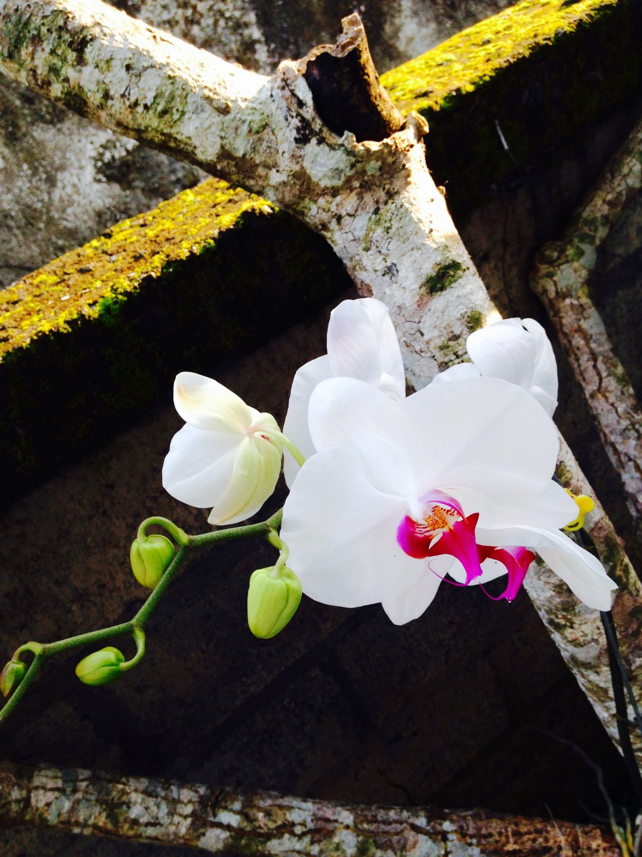 Фаленопсис White Wild Orchid