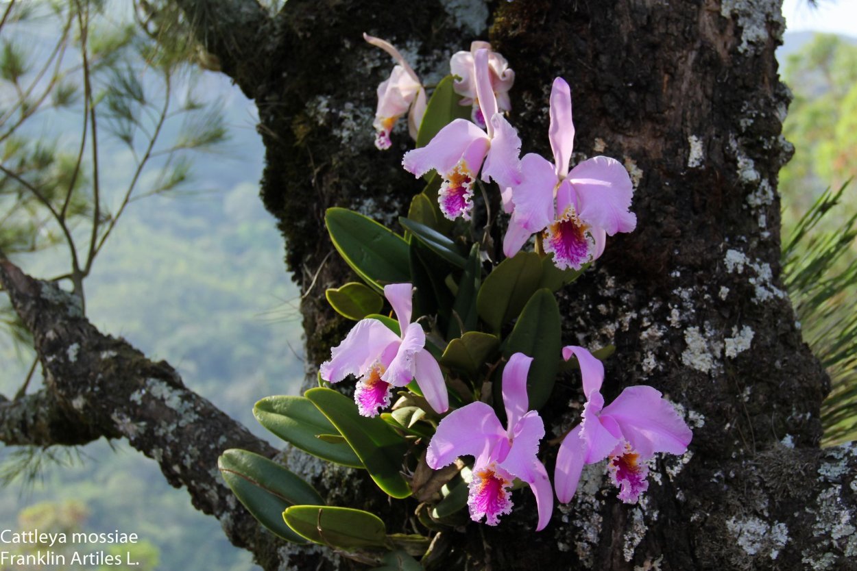 Орхидеи Cattleya mossiae