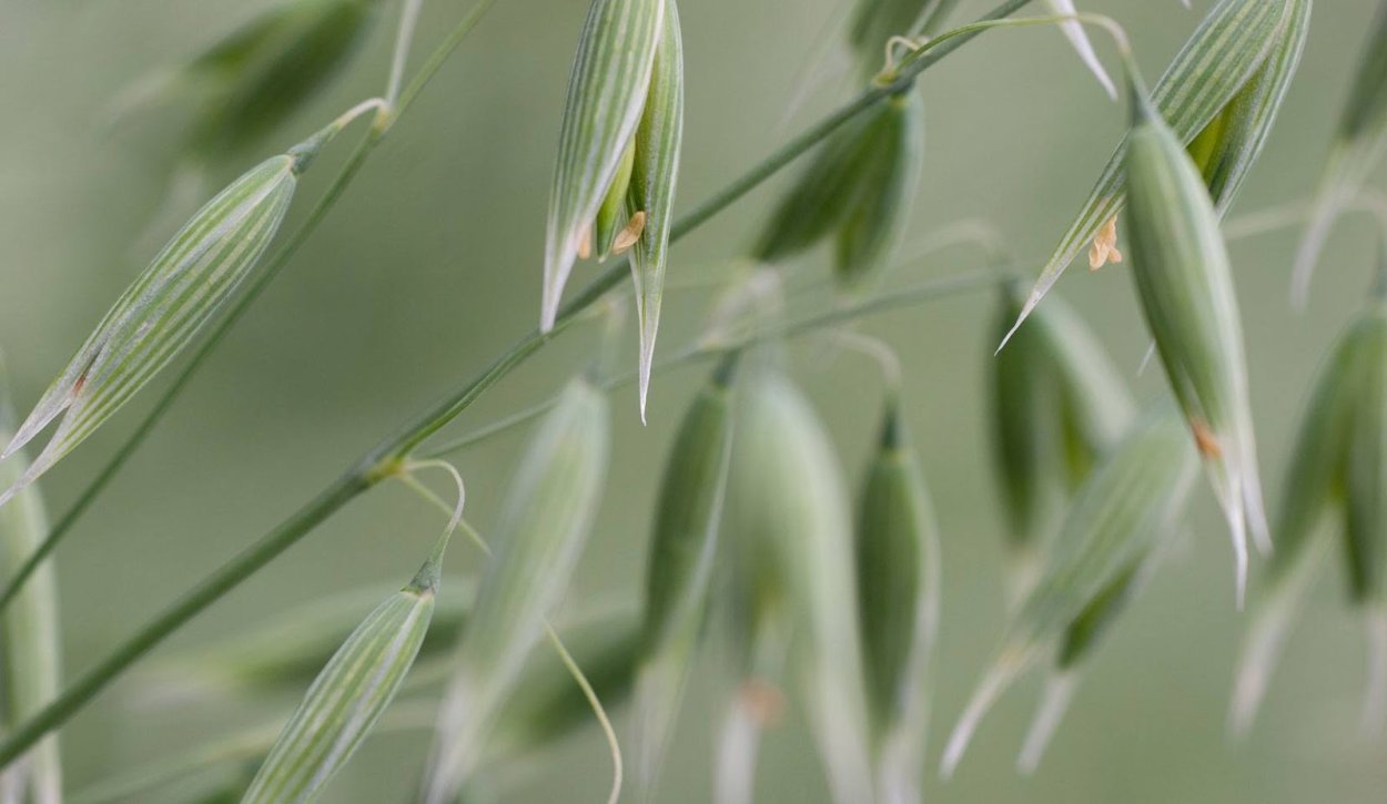 Овёс посевной Avena Sativa l.
