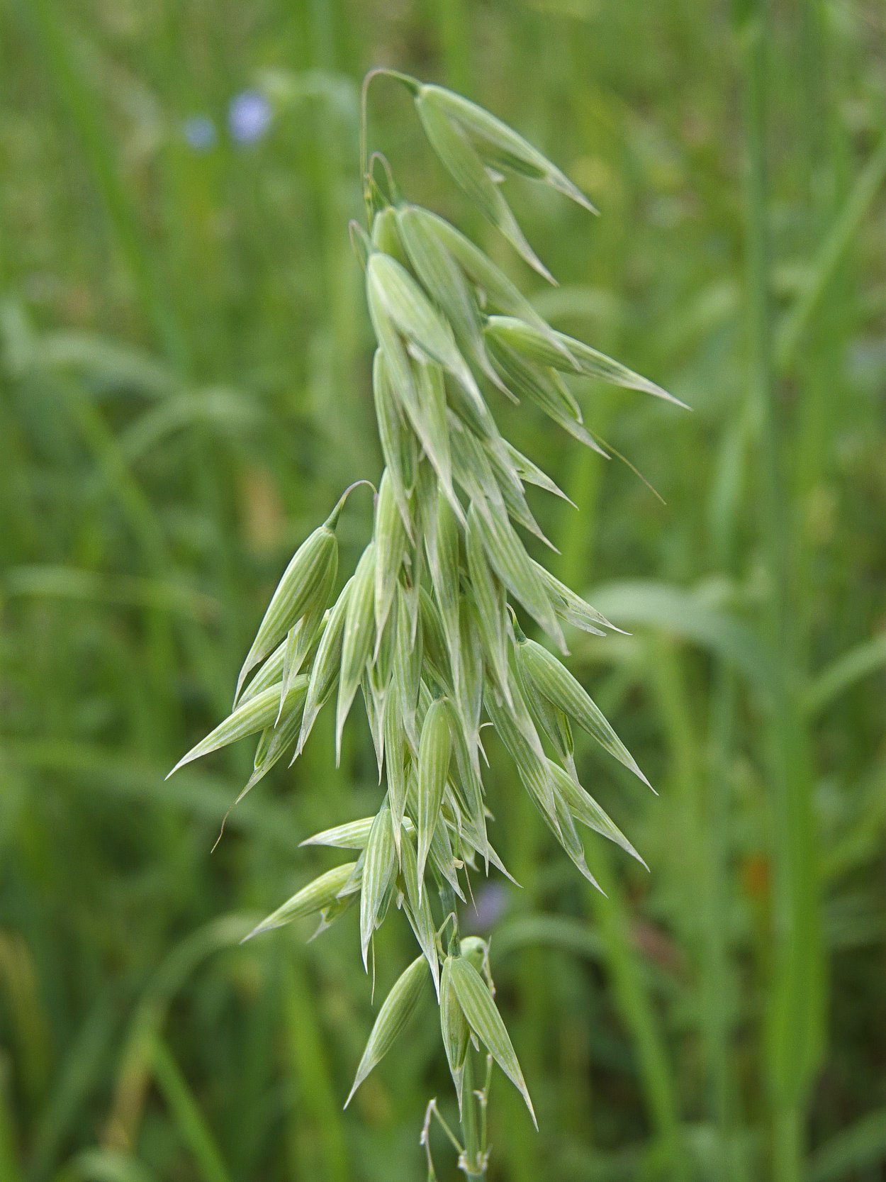 Овес посевной (Avena Sativa)