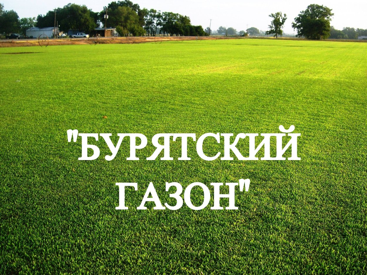 Газонная трава семена мятлик Луговой