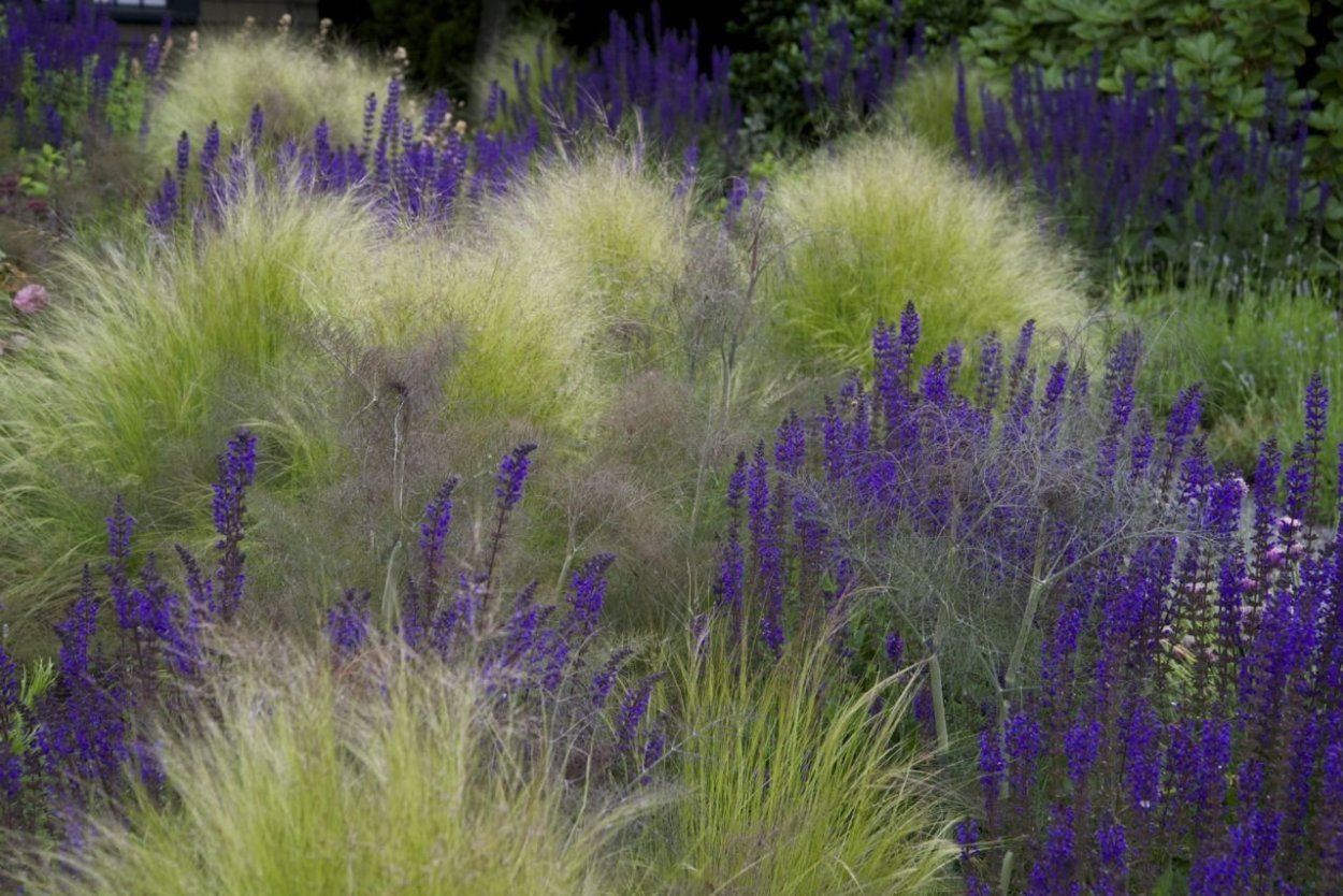 Ковыль Stipa tenuissima