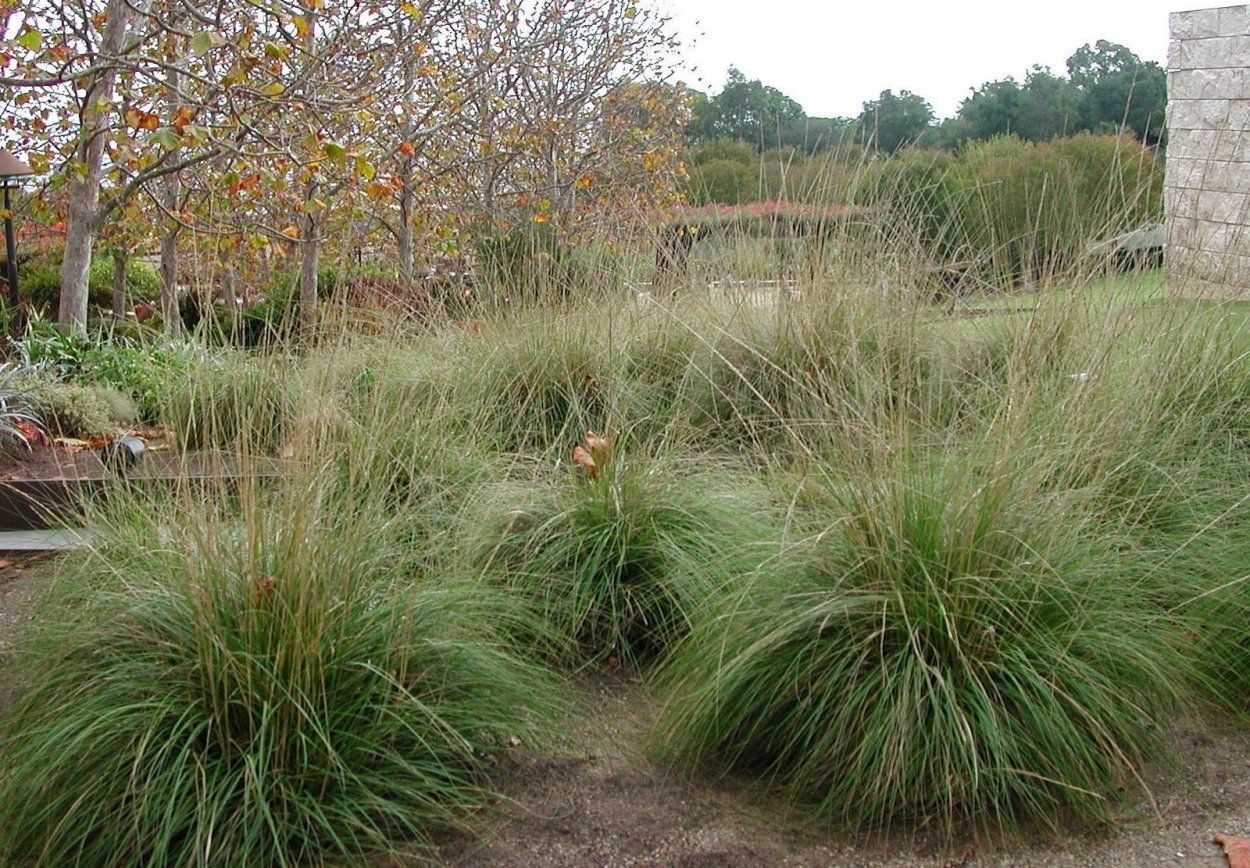 Muhlenbergia rigens