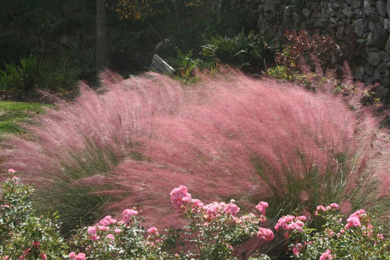 Розовая мухли Muhlenbergia capillaris