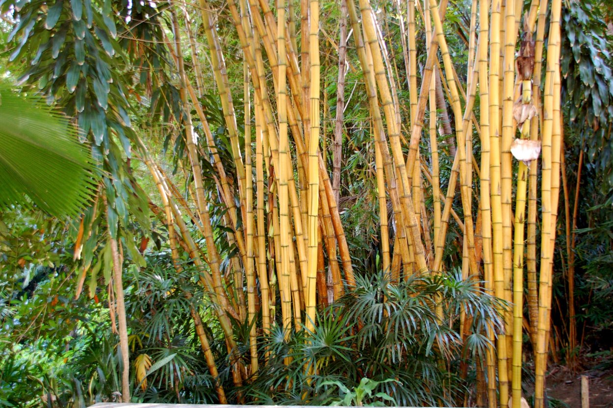 Ficus macrophylla