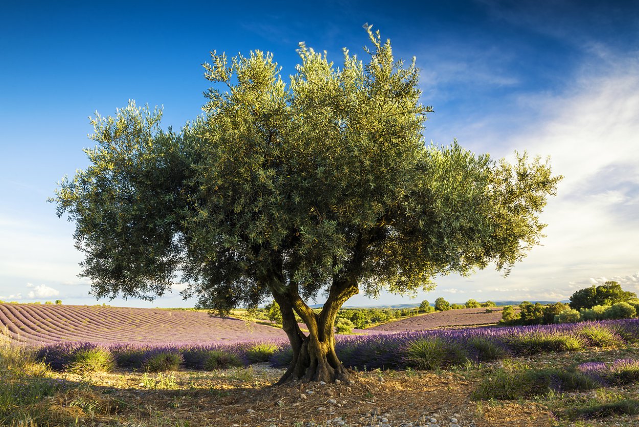 Olive Tree Decorate