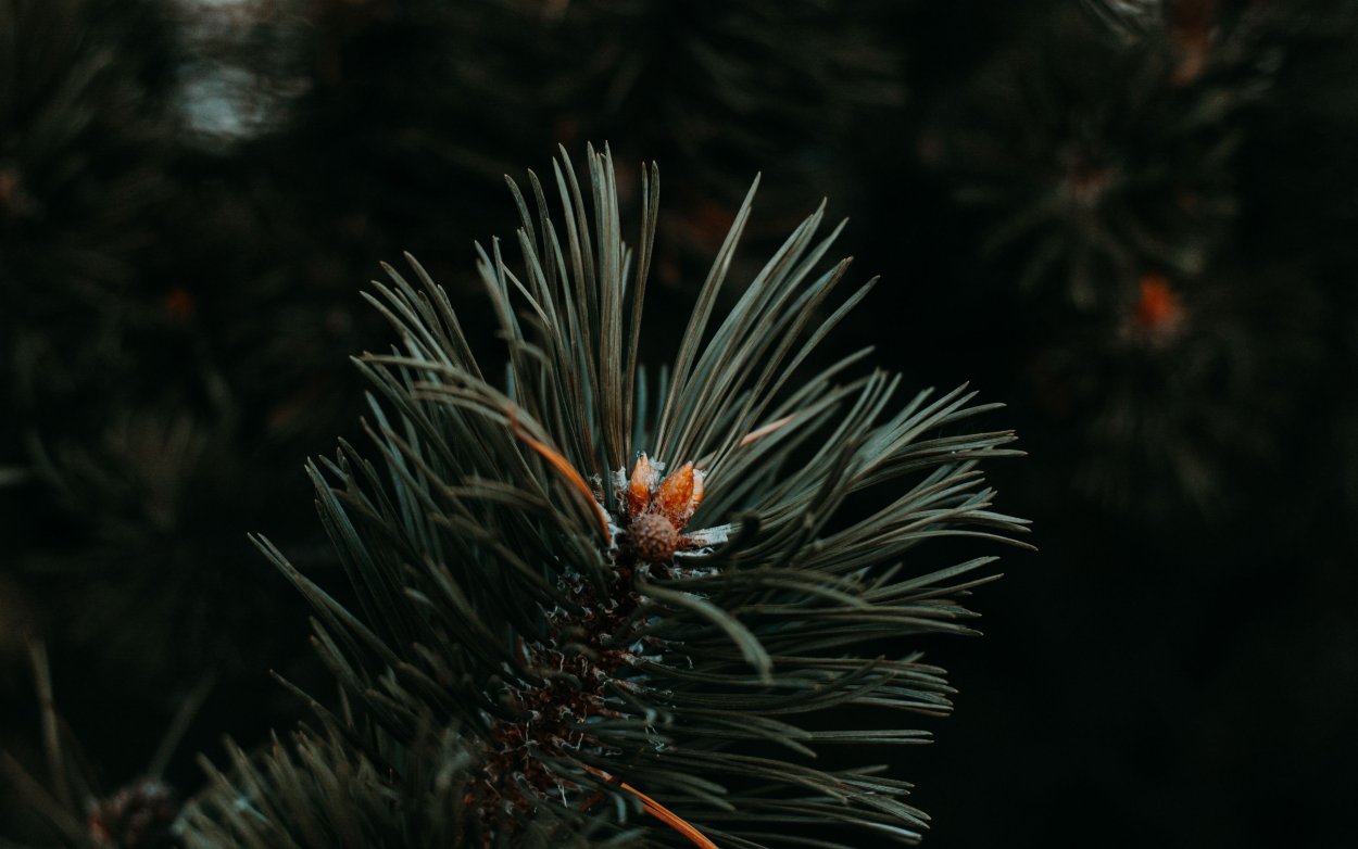 Дерево штата Миннесота - сосна красная (Pinus resinosa)