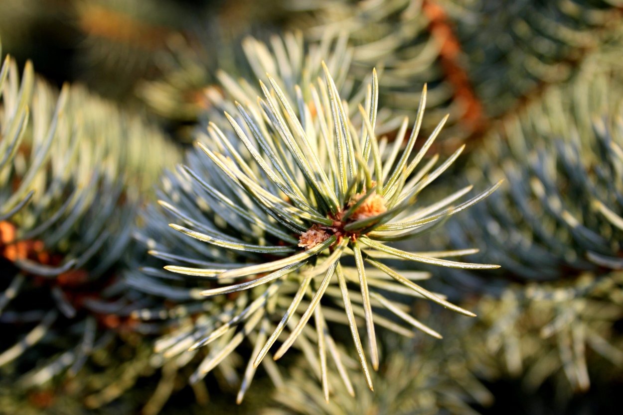 Lariceae хвоя