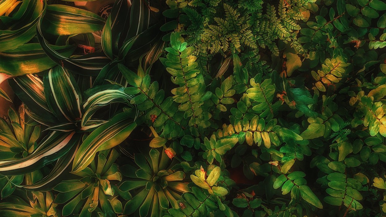 Листва джунгли