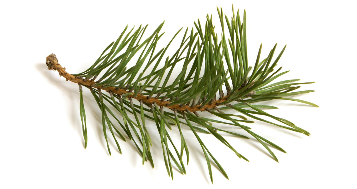 Лапник Pinus