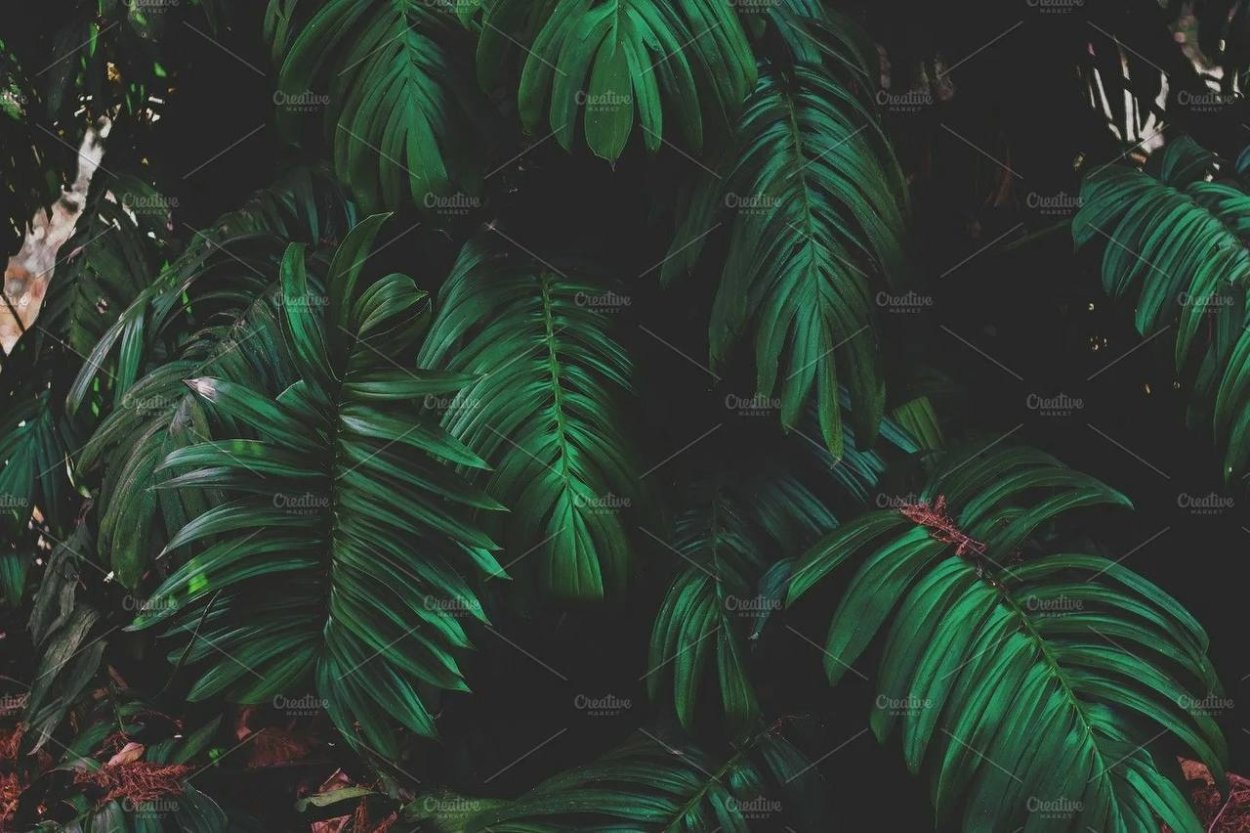 Тропические листья Эстетика