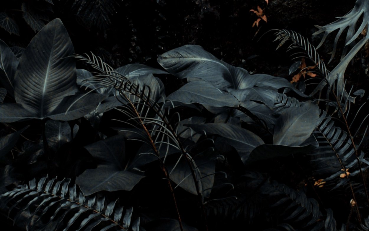 Тропические растения темные