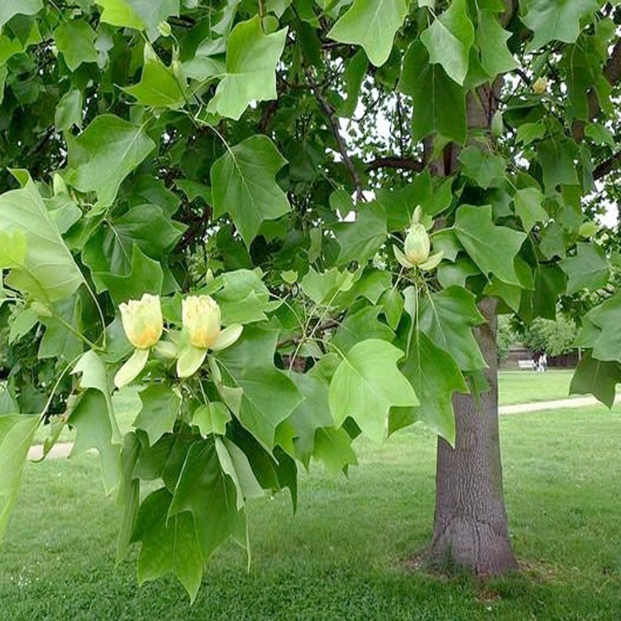 Дерево Tulip Poplar