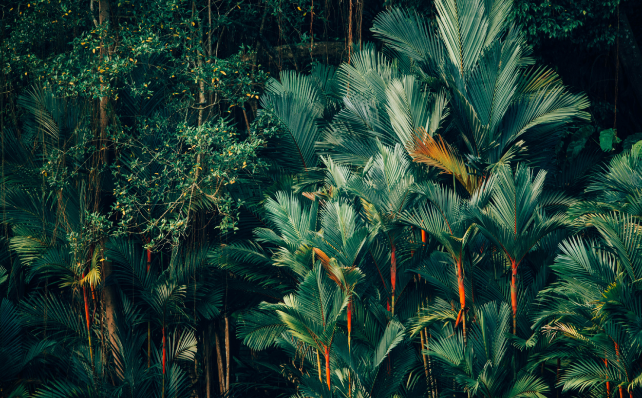 Пальмы тропического леса