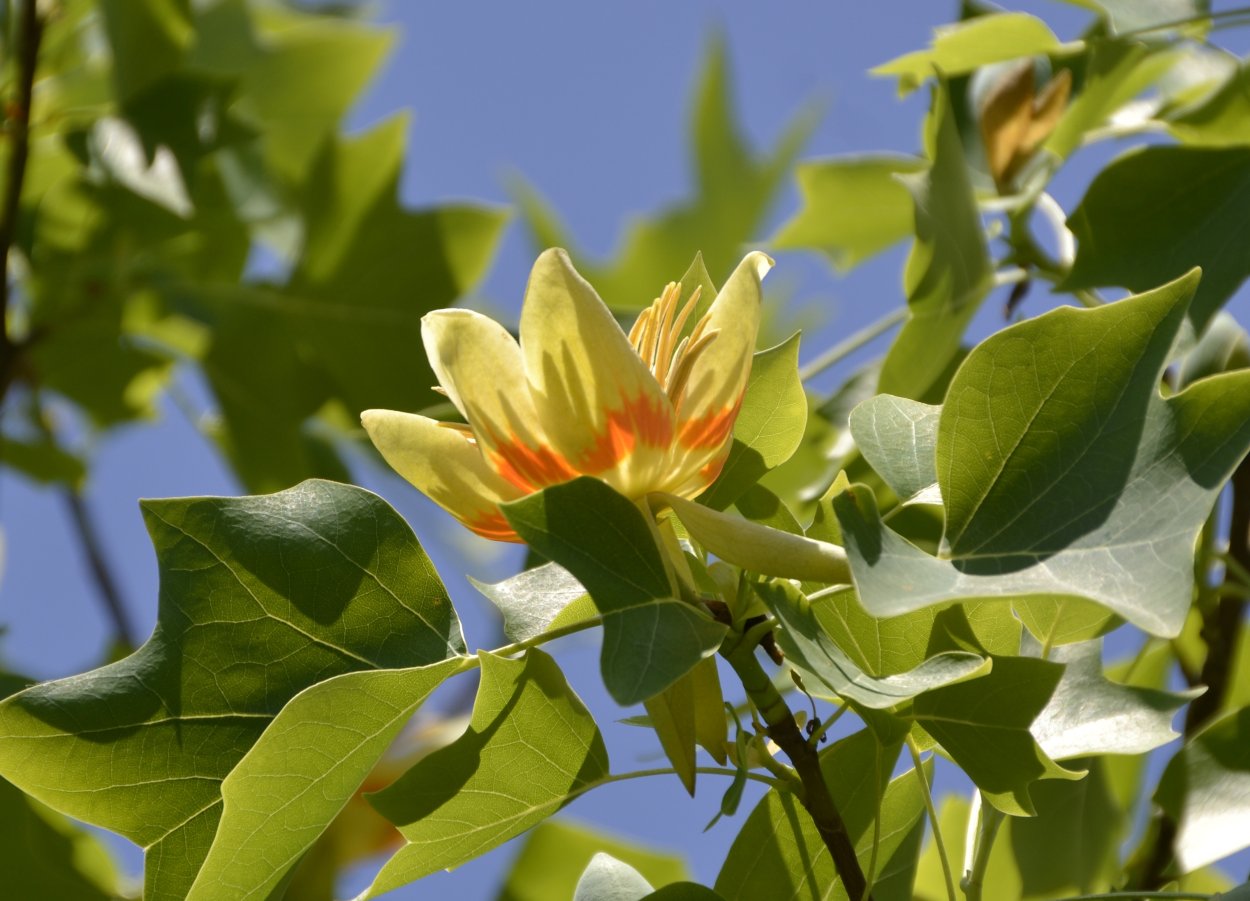 Liriodendron tulipifera Jackson