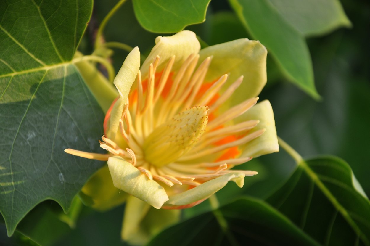 Liriodendron tulipifera тюльпановое дерево