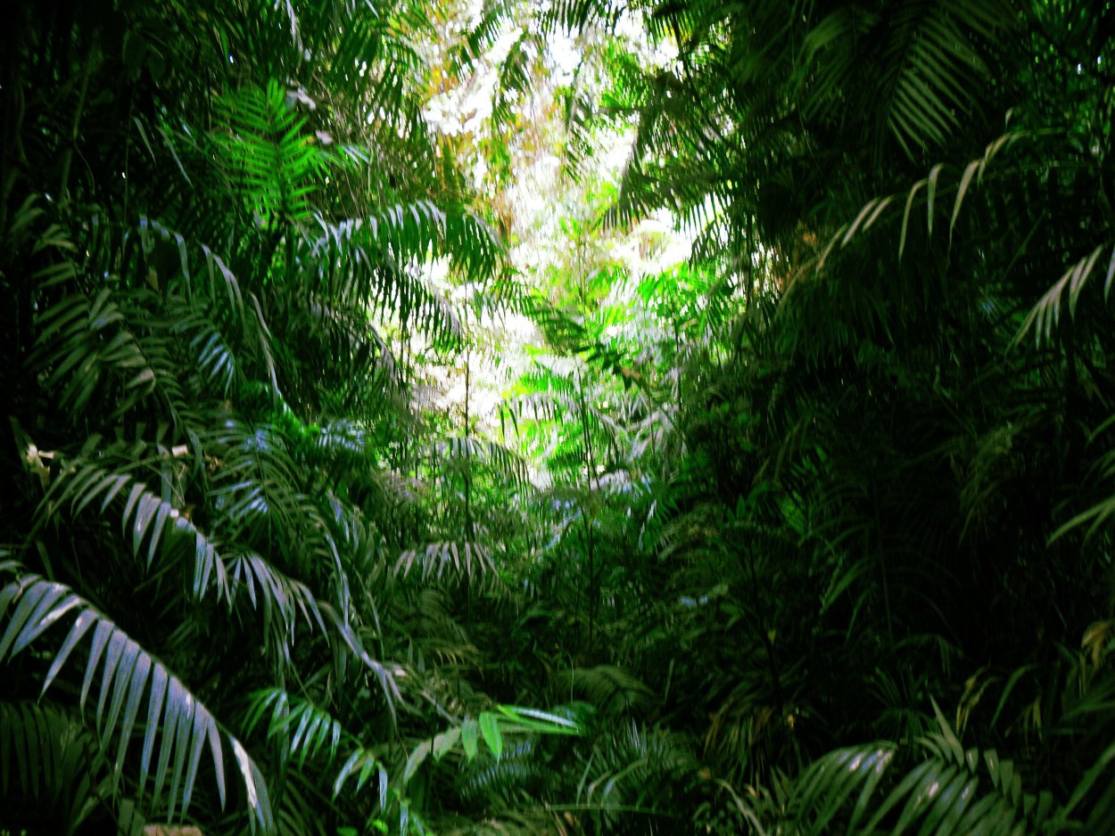 Джунгли листая