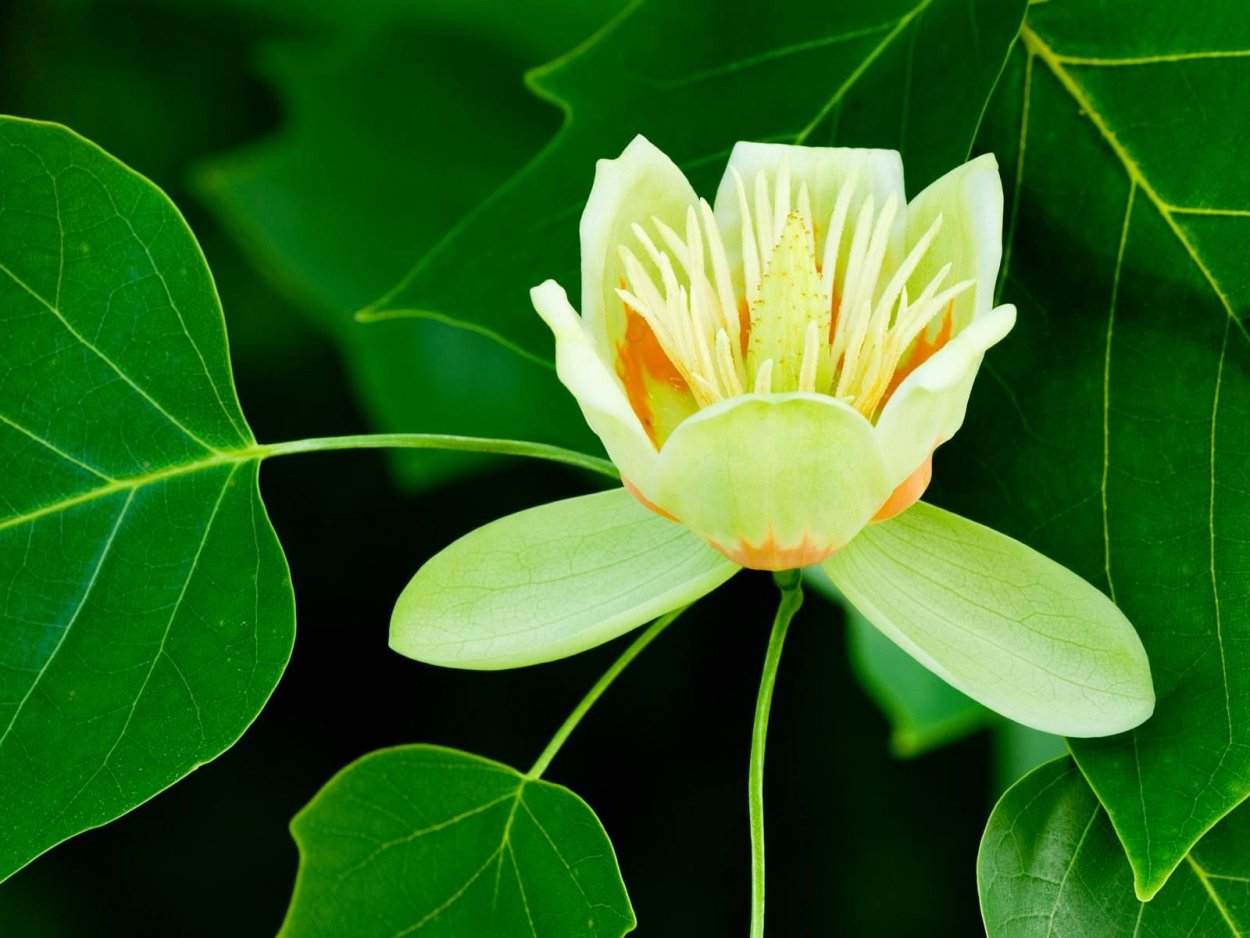 Liriodendron tulipifera 'Ardis'