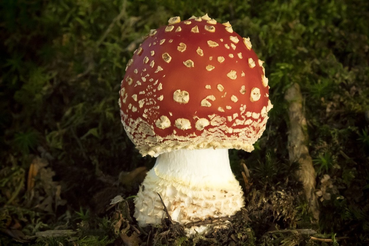 Ежовик кровоточащий / Hydnellum peckii