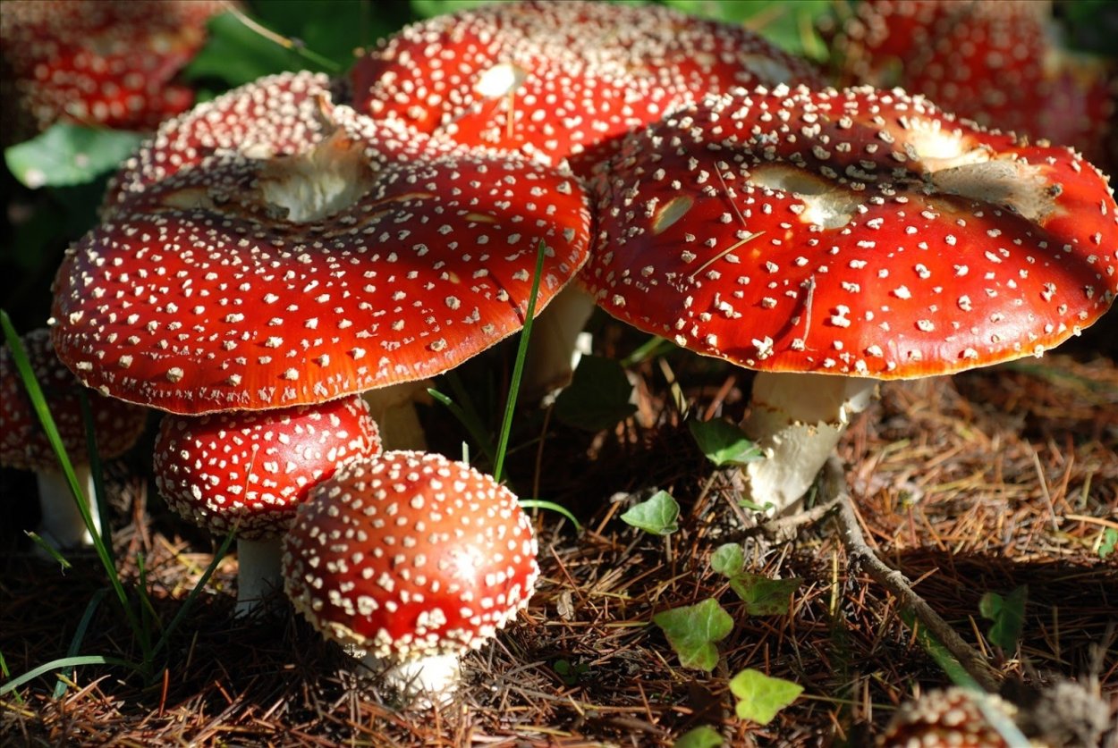 Ежовик кровоточащий / Hydnellum peckii