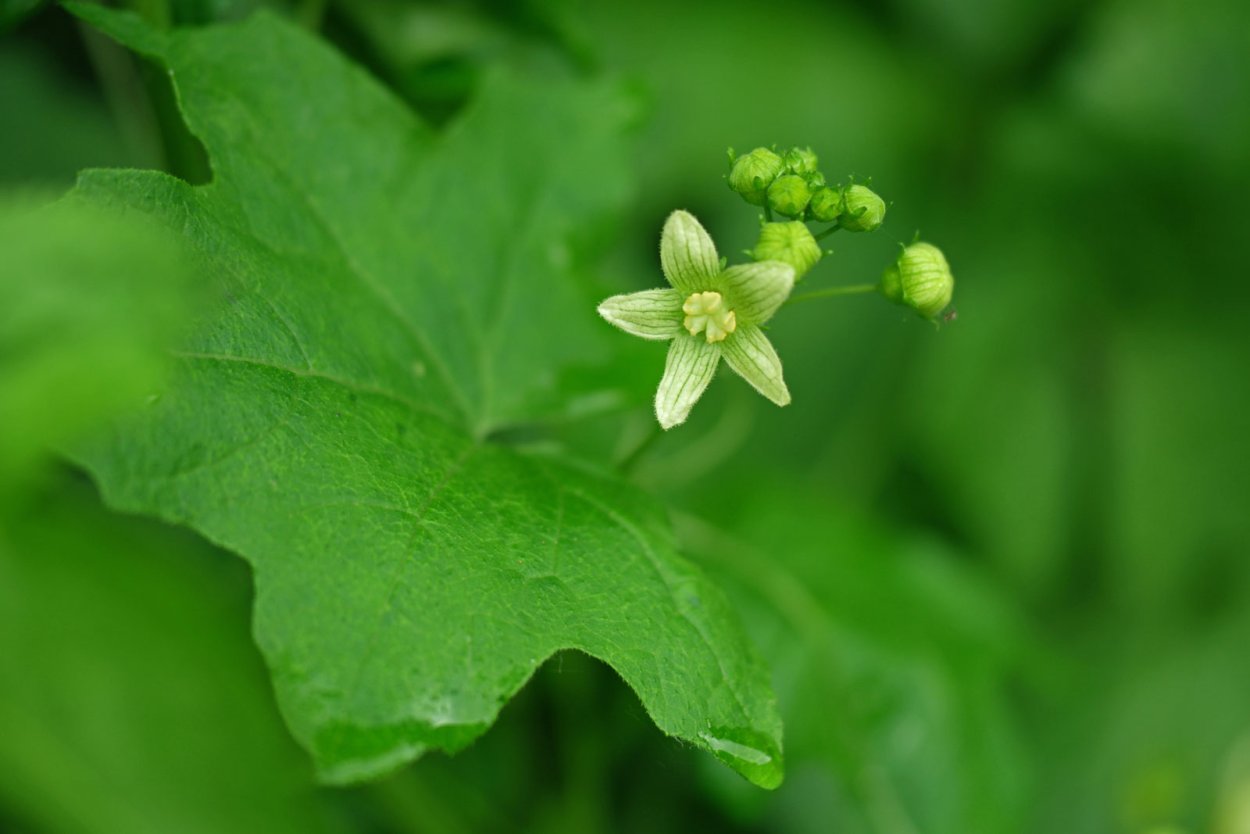 Bryonia dioica