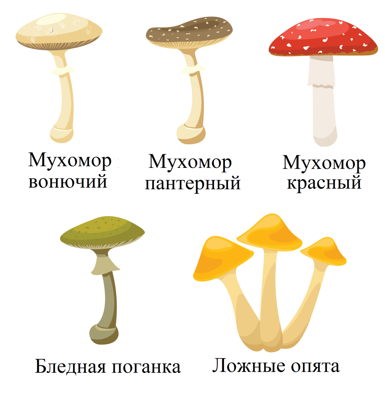 Мухомор желтоножковый