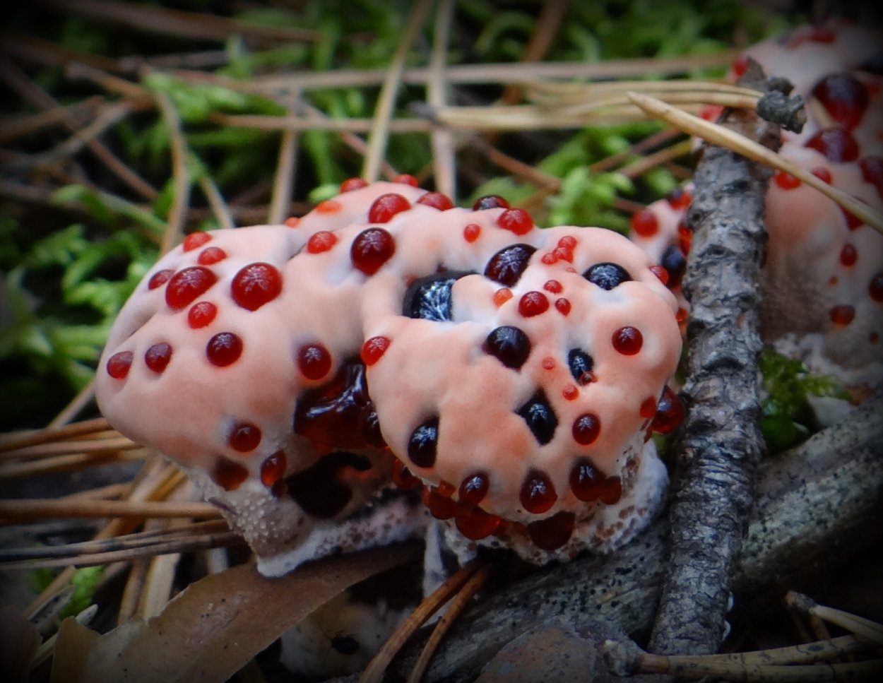 Ежовик кровоточащий / Hydnellum peckii