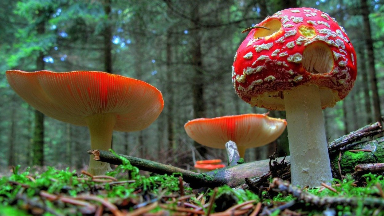Amanita muscaria строение