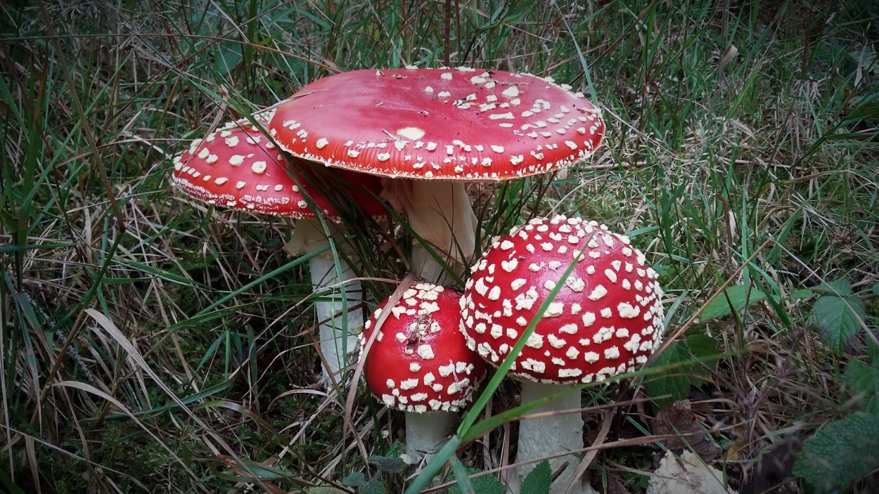 Известные ядовитые грибы