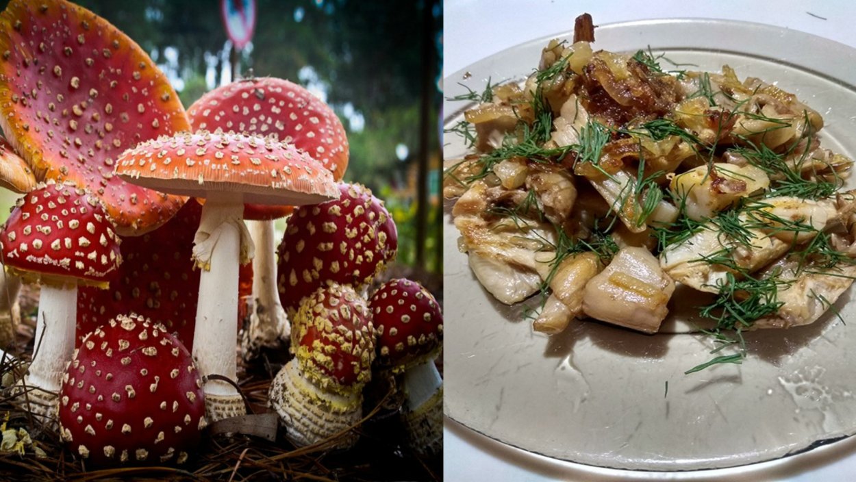 Родотус / Rhodotus palmatus