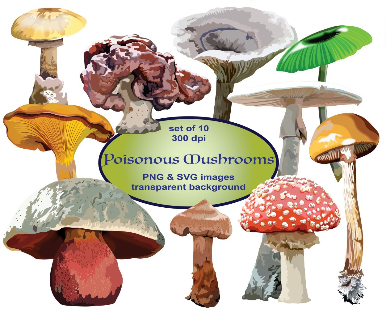 Amanita muscaria фото